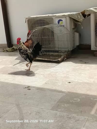 Desi Murga For Sell
