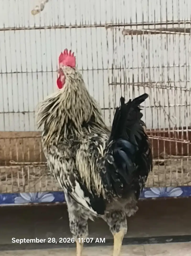 Desi Murga For Sell — photo 2