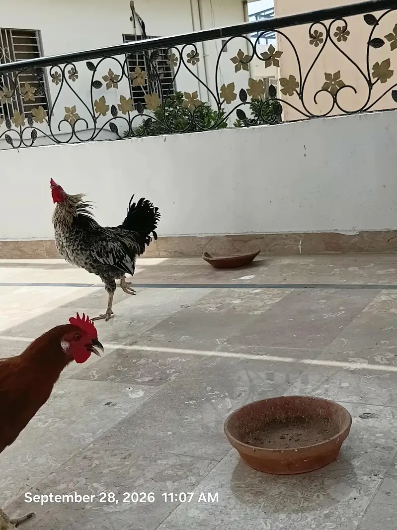 Desi Murga For Sell — photo 3