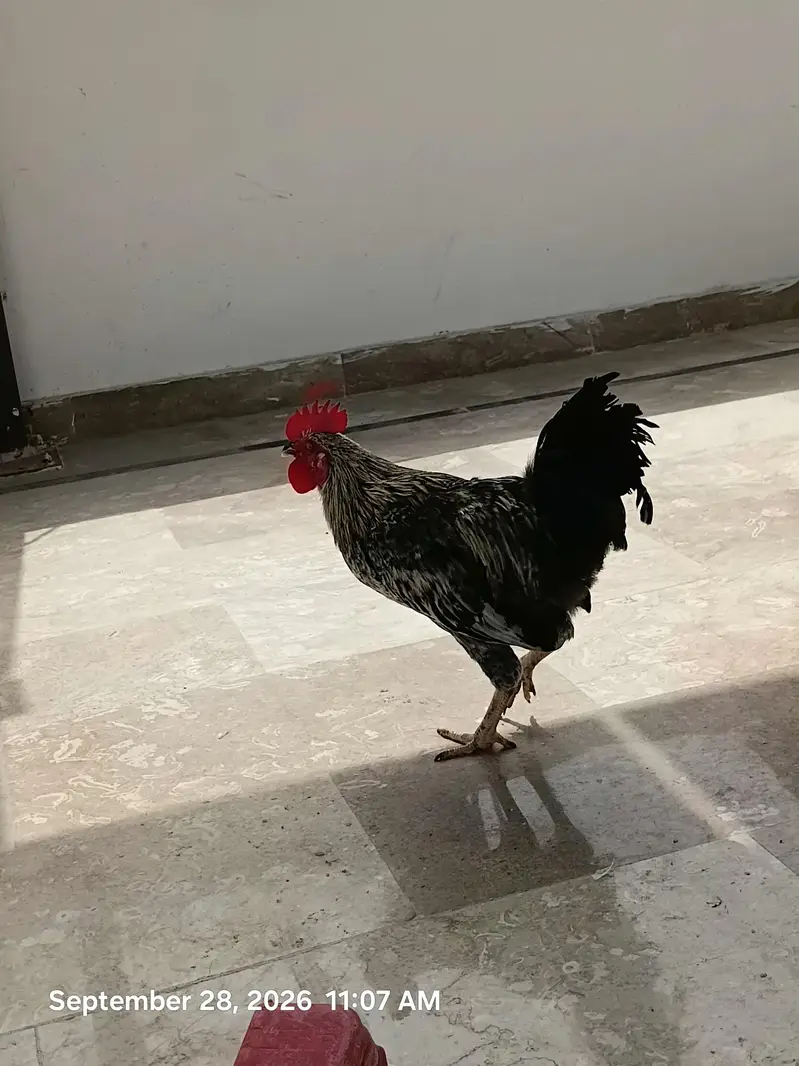 Desi Murga For Sell — photo 4