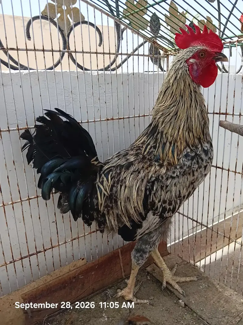 Desi Murga For Sell — photo 5