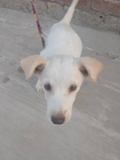 Full Active Puppy
