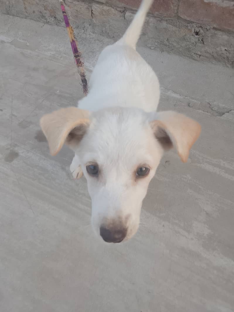 Full Active Puppy 0