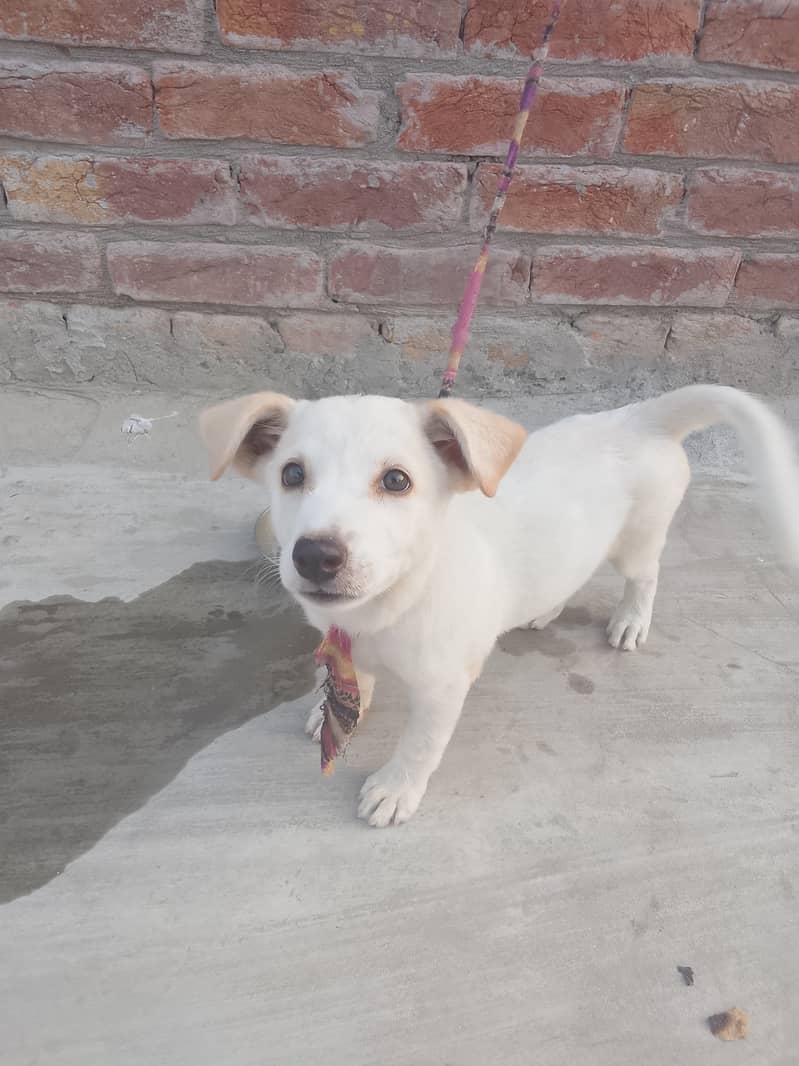 Full Active Puppy 1