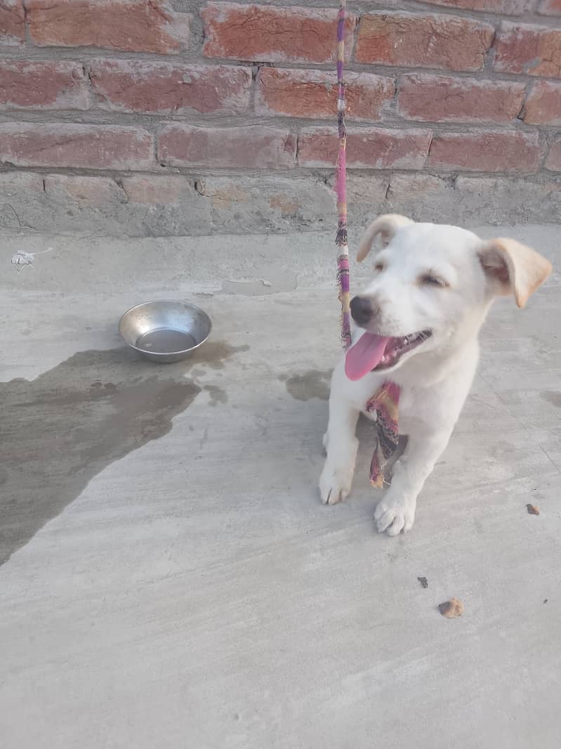 Full Active Puppy 2