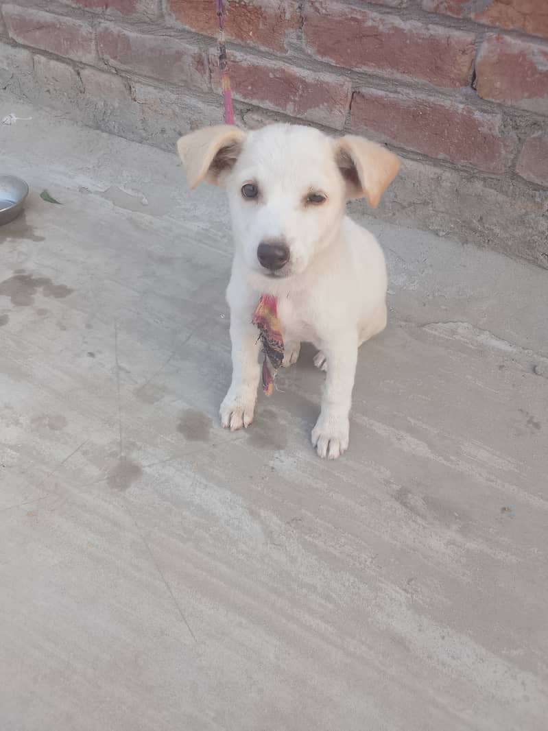 Full Active Puppy 3