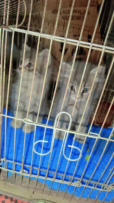 Grey Persian Cat Pair