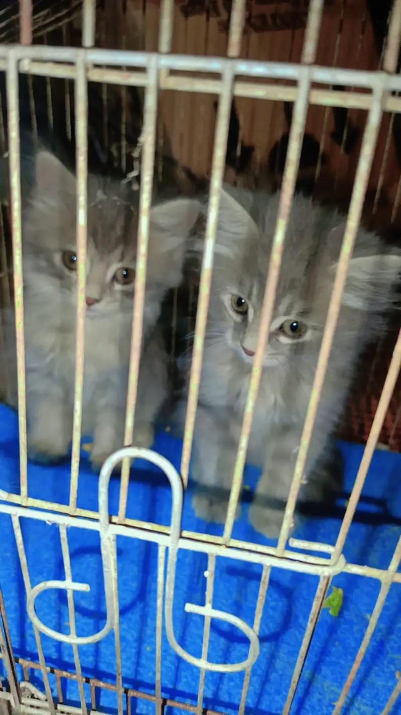 Grey Persian kitten Pair — photo 2