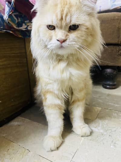 Male cat