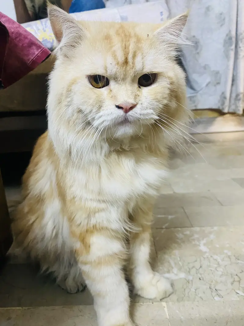 Male cat — photo 2