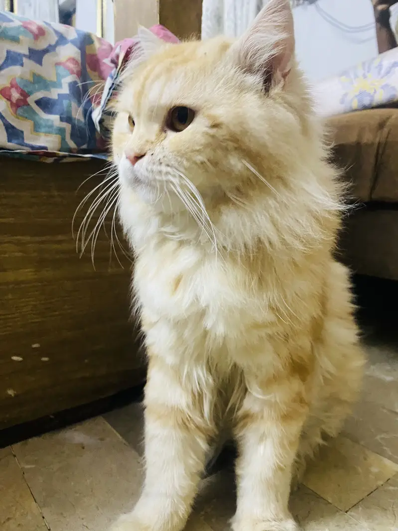 Male cat — photo 3