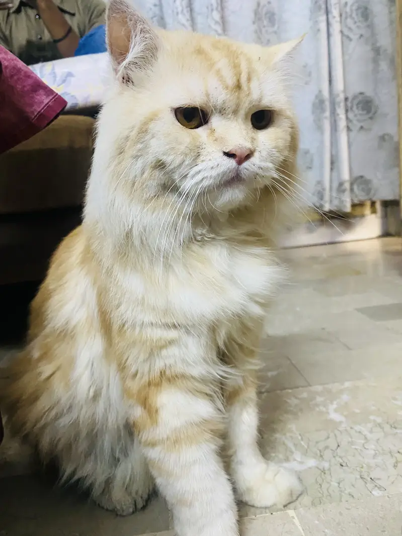 Male cat — photo 4