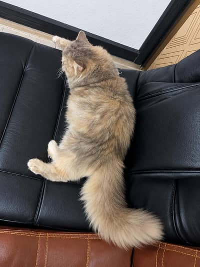 Persian Tripple Coated female