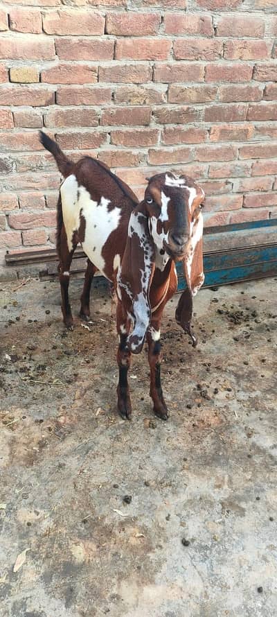kheeri nagri ambersari female 7 months old 30 plus height 03147078209