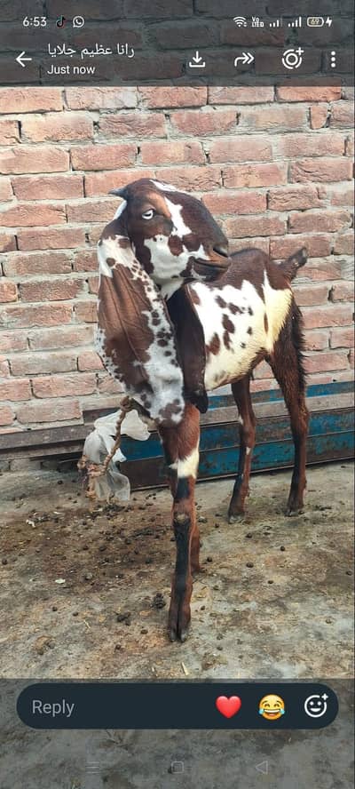 nagri 7 months old kheeri female and male available in fsd.