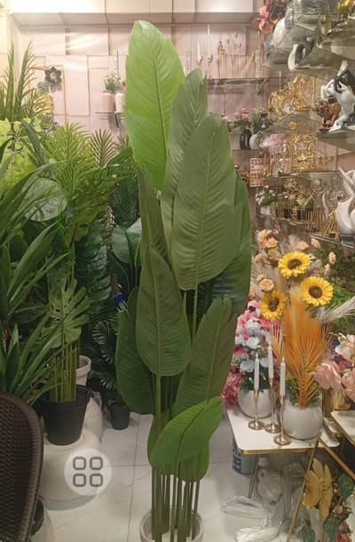 banana plant in 6 foot height