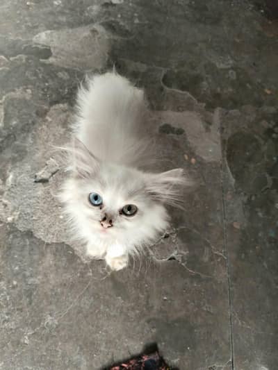 Pair of two female kittens