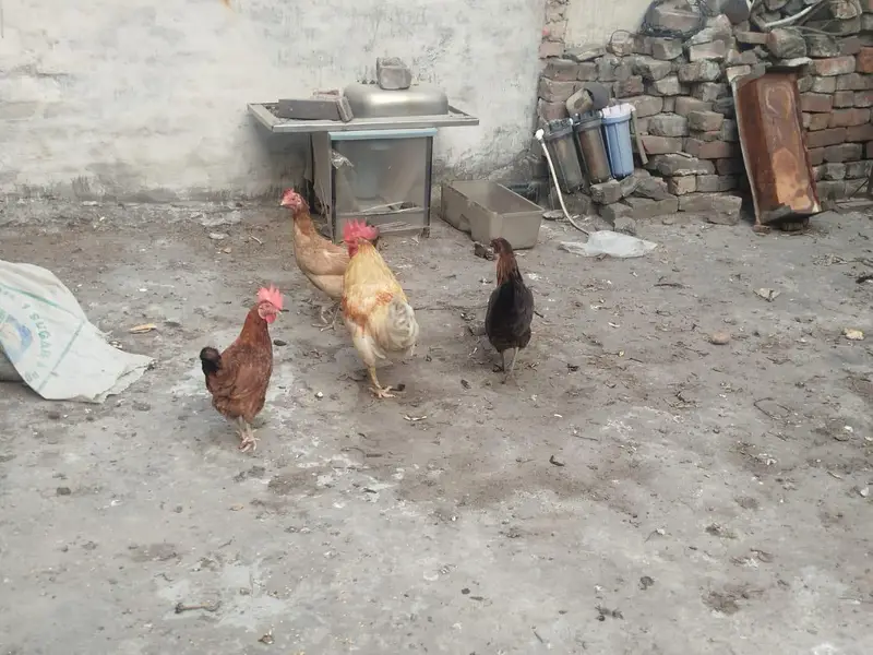 1 murga 3 murgiyan anday deny wali — photo 2