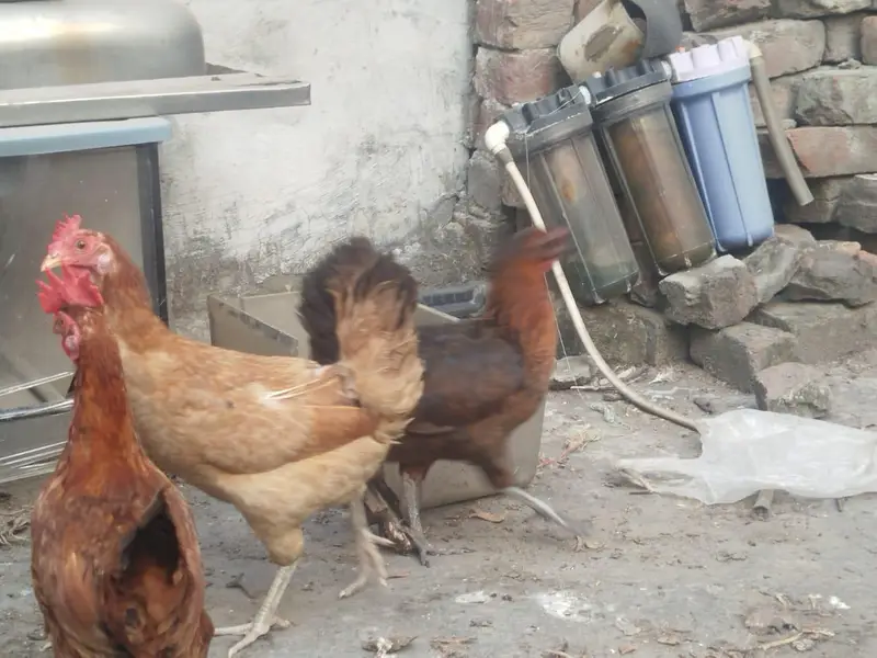 1 murga 3 murgiyan anday deny wali — photo 3