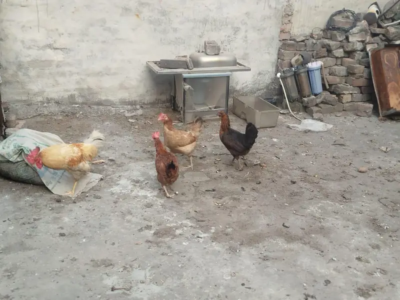 1 murga 3 murgiyan anday deny wali — photo 4
