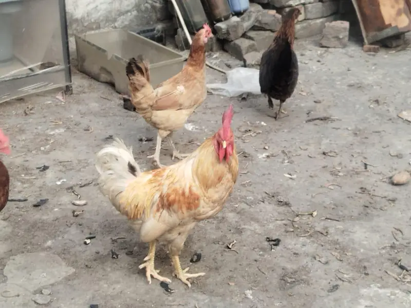 1 murga 3 murgiyan anday deny wali — photo 6