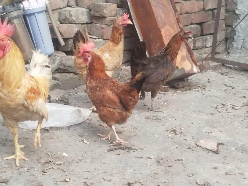 1 murga 3 murgiyan anday deny wali — photo 8