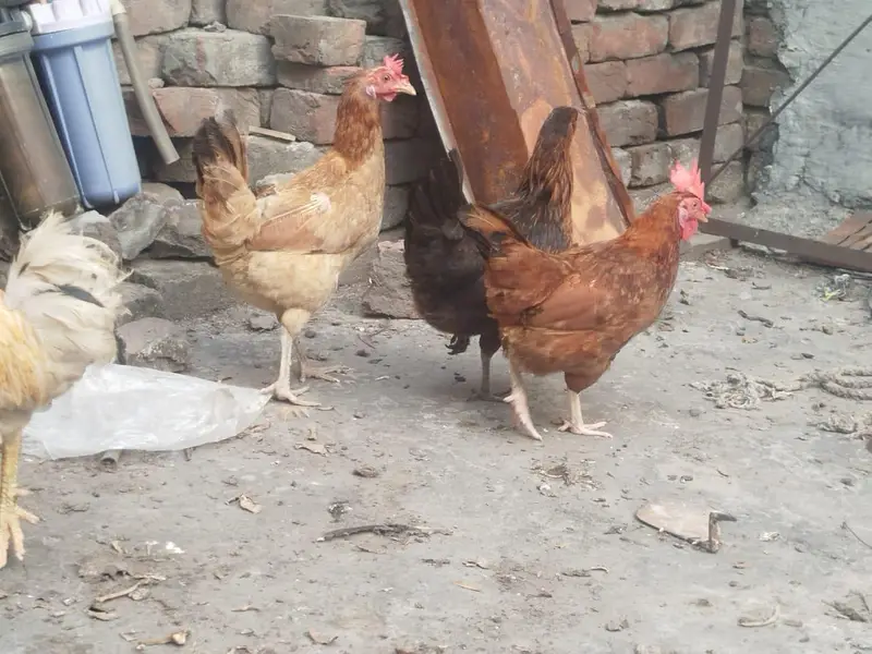 1 murga 3 murgiyan anday deny wali — photo 9
