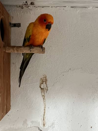 Suncunre male