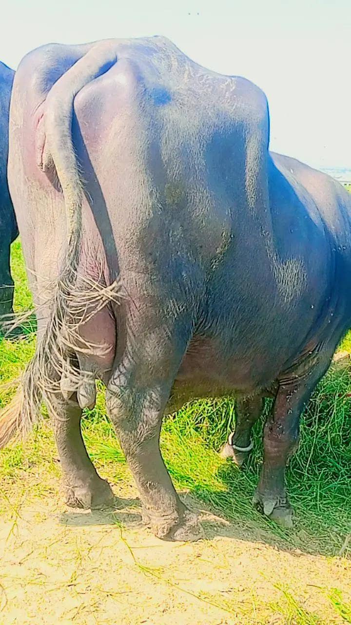 buffalo 1