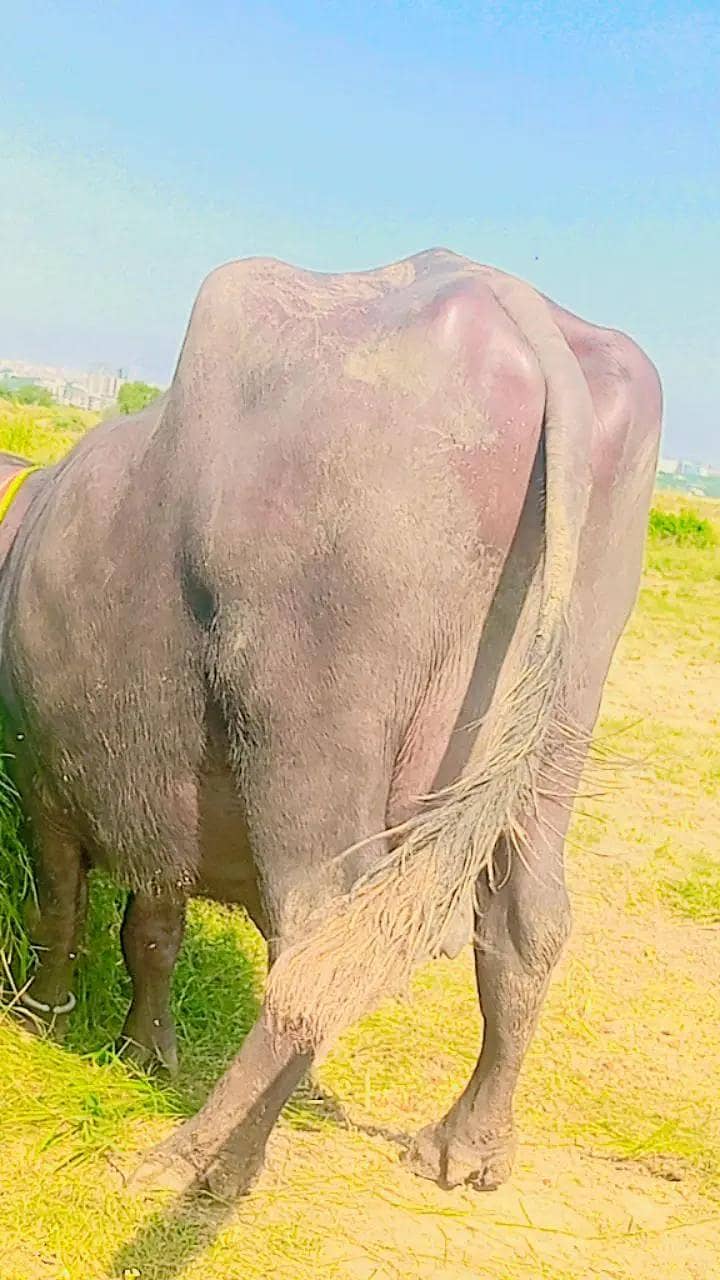 buffalo 2