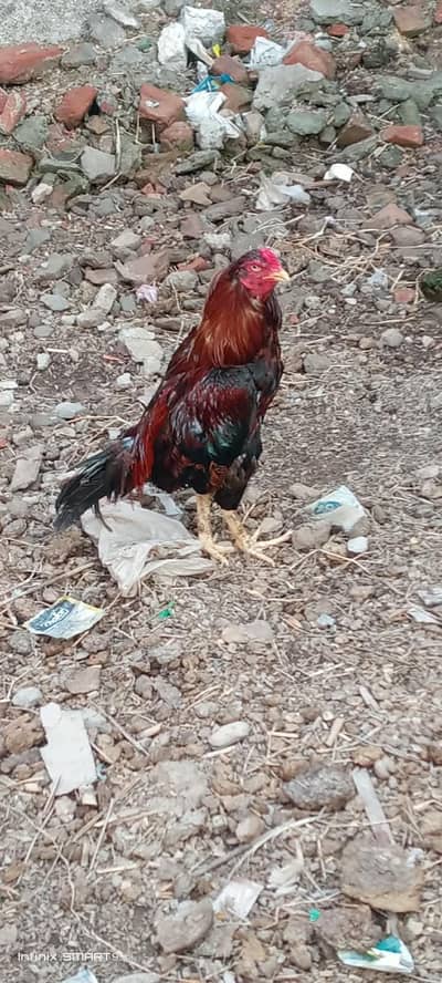 aseel murga for sale
