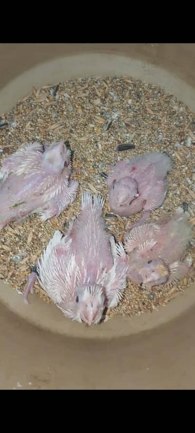 cocktail chicks