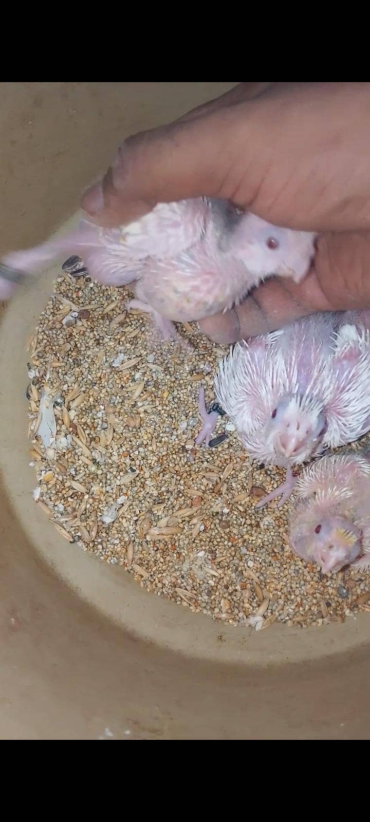 cocktail chicks 1