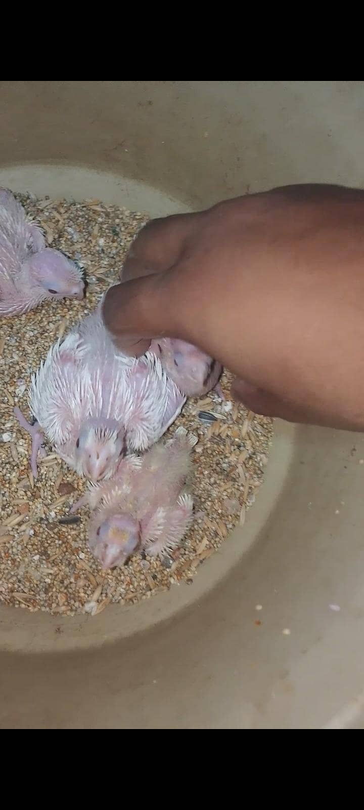 cocktail chicks 2