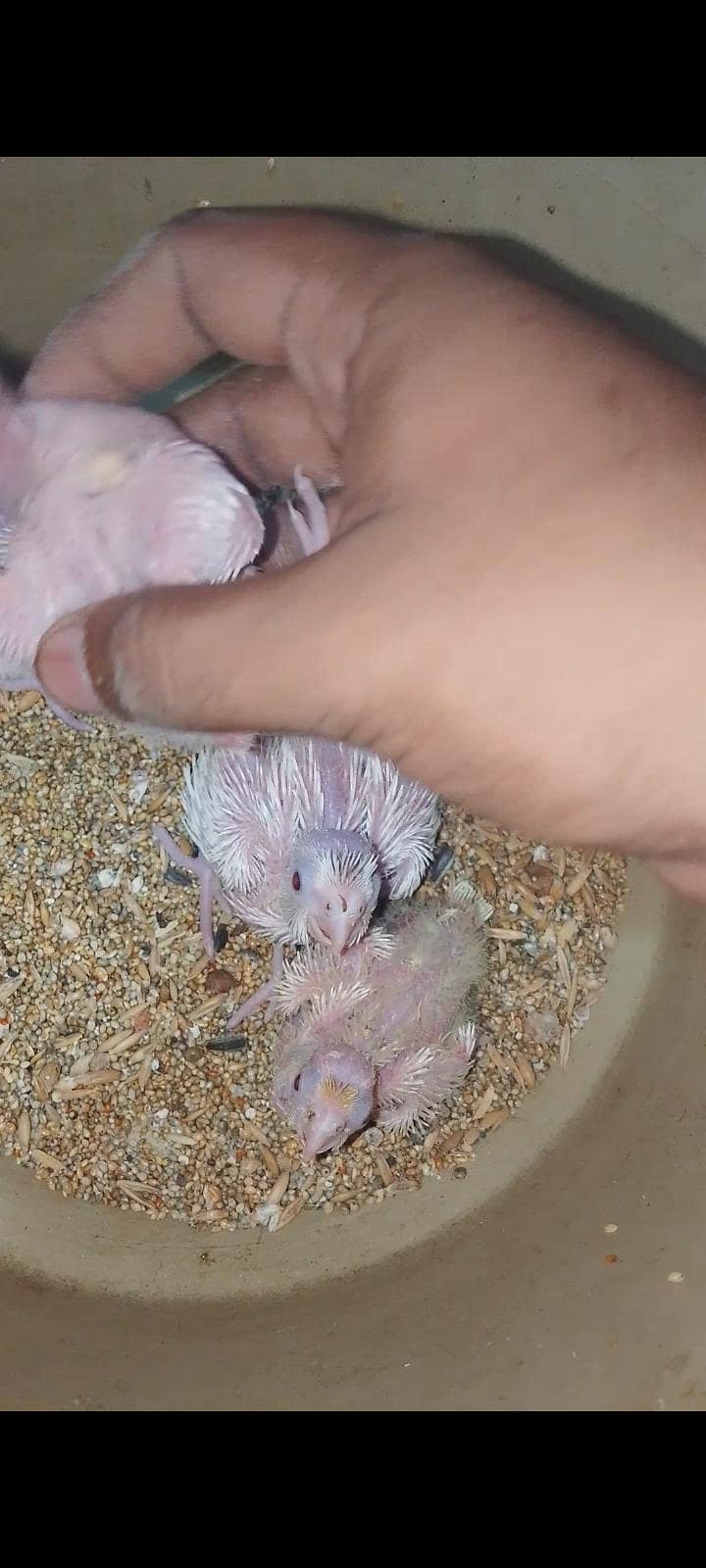 cocktail chicks 3