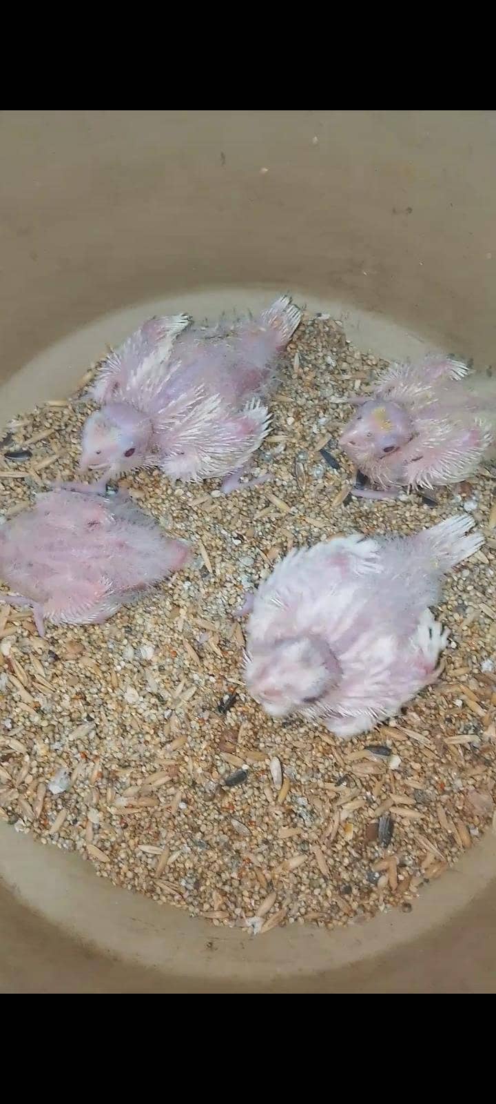 cocktail chicks 4