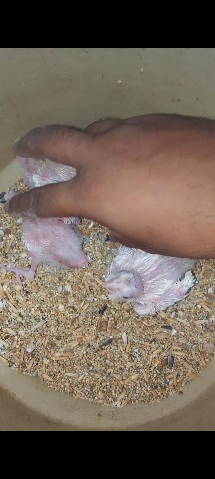 cocktail chicks 5