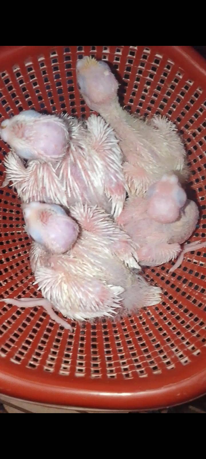 cocktail chicks 6