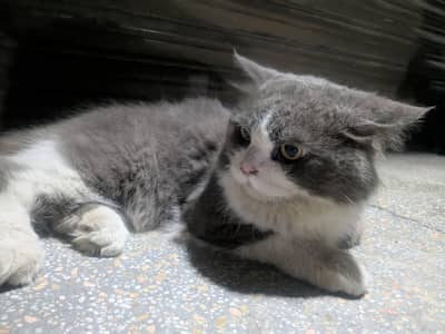 Sell my cat