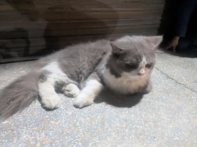 Sell my cat — photo 2
