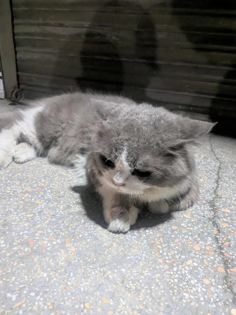Sell my cat — photo 3