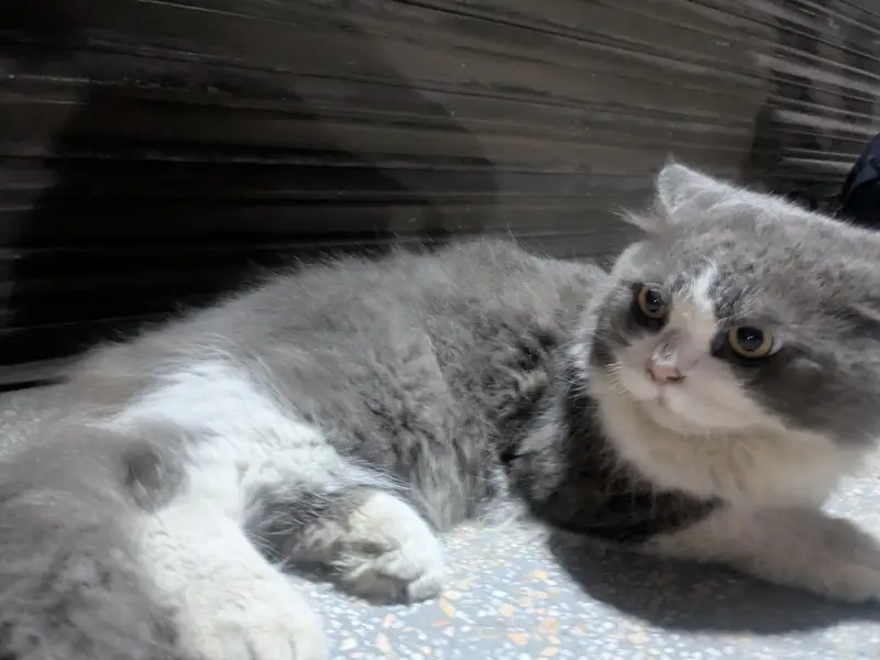 Sell my cat — photo 4