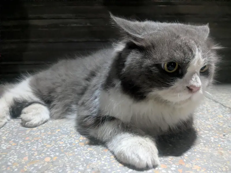 Sell my cat — photo 5