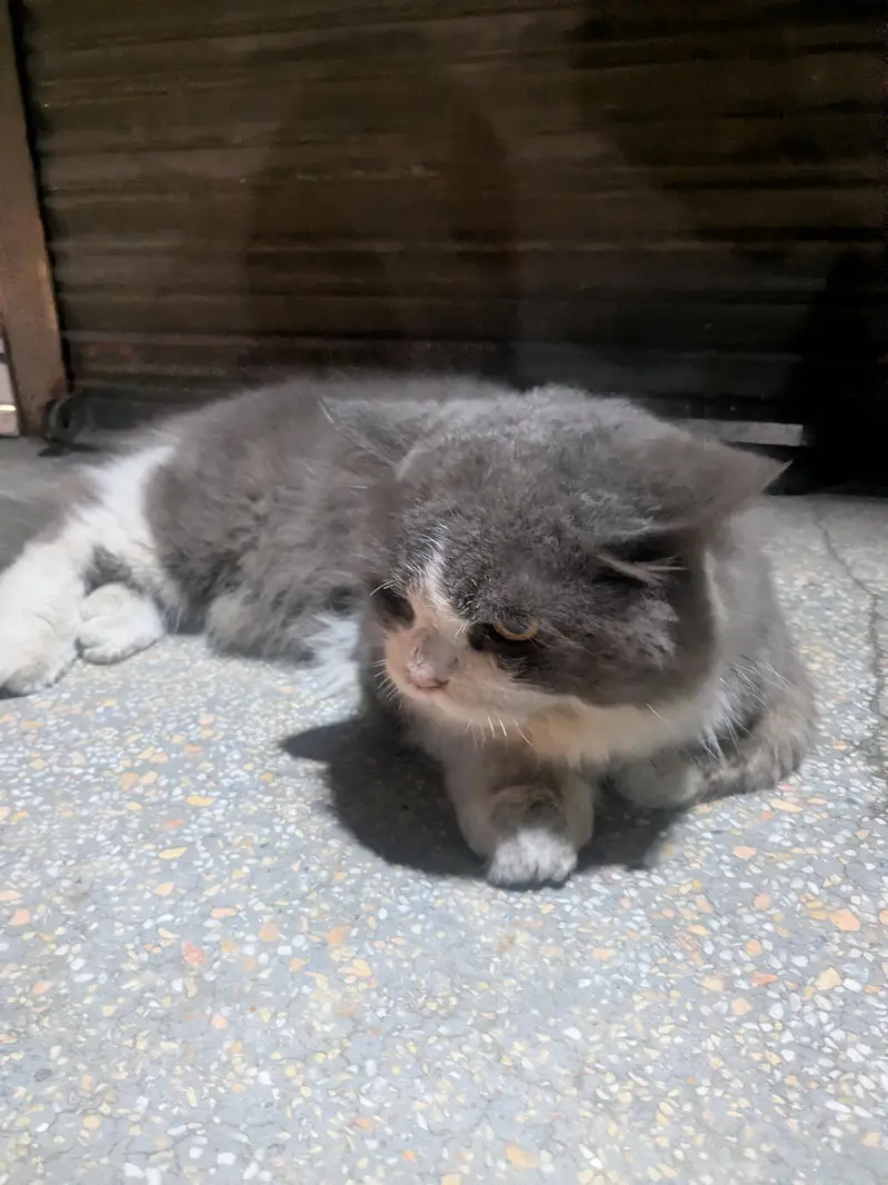 Sell my cat — photo 6