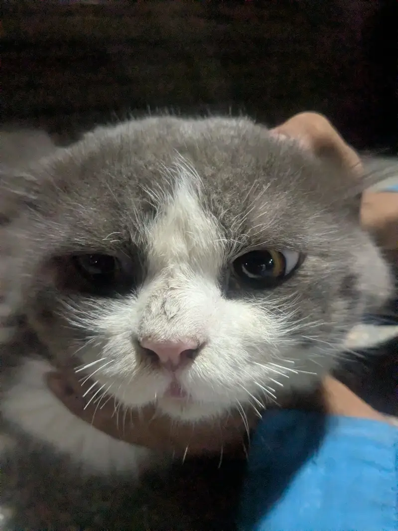 Sell my cat — photo 7