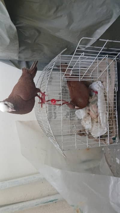 multani joggi pair with 2 chicks and one cage