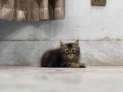 Tripple coat Persian male kitten