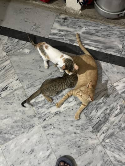 Free free cat lay lo