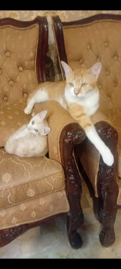 Cat with kittens