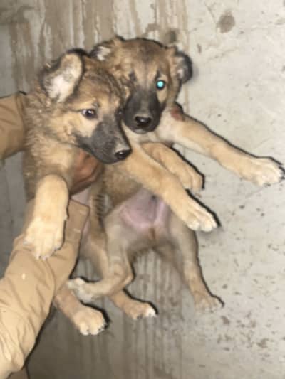 German shepherd 3 puppies